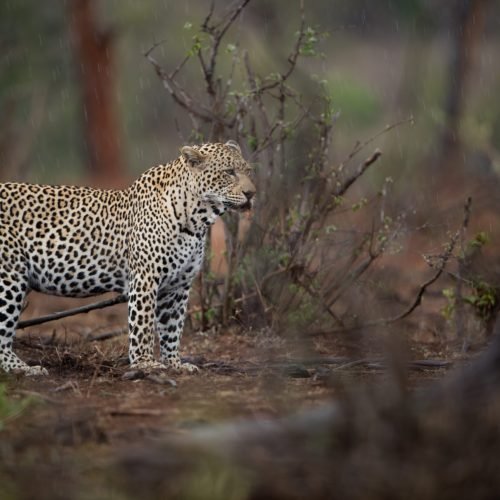 A beautiful shot of an african leopard hunting for prey with a blurred background